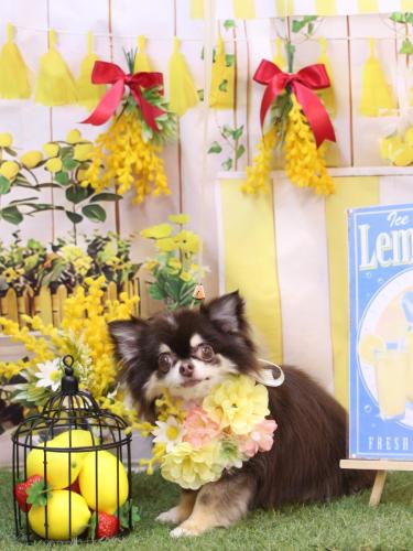 20240409ラブちゃん